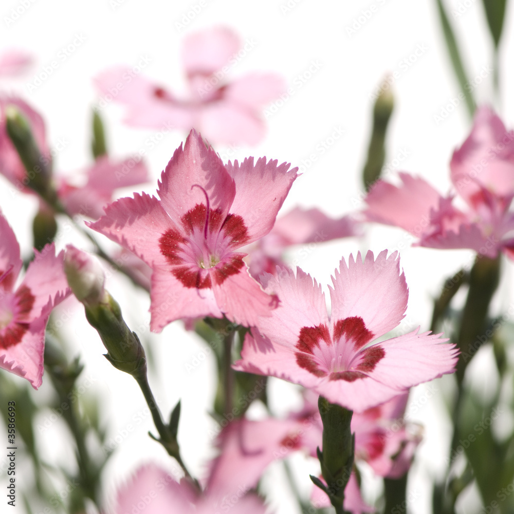 pink Flowers against a white background
