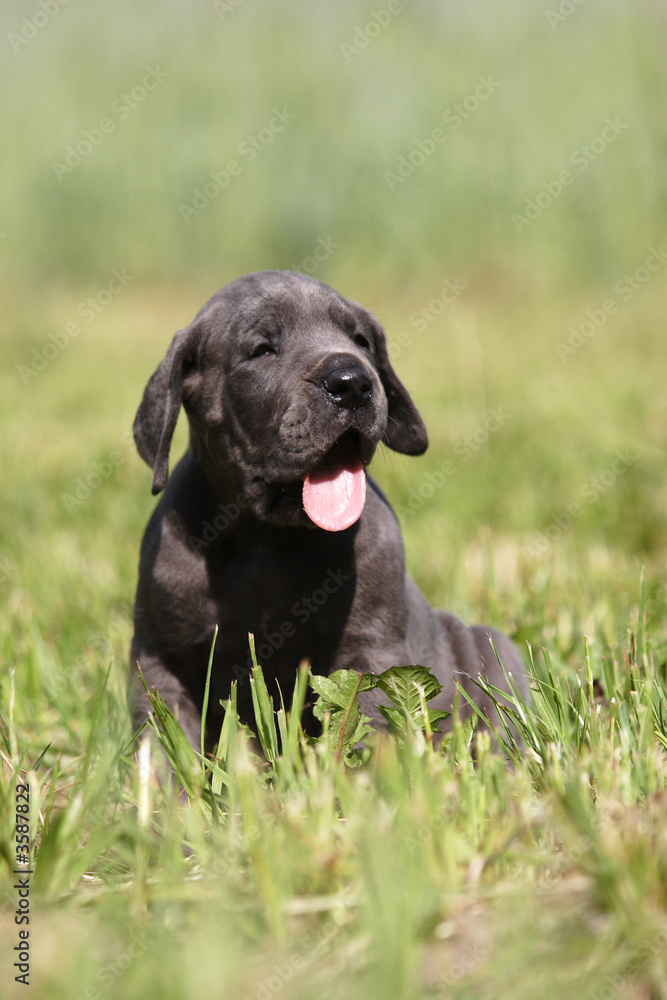 Portrait photo of puppy Portrait photo of puppy