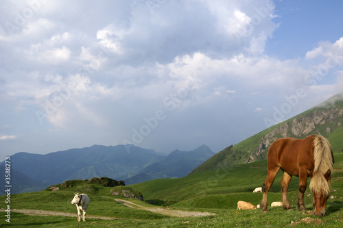 les animaux à la montagne