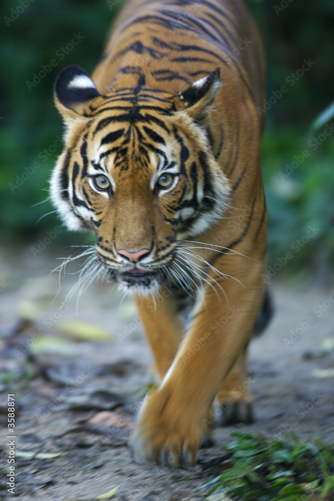 Naklejka premium Tygrys malajski