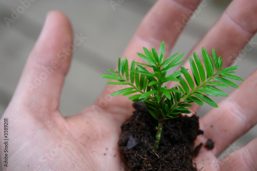 seedling