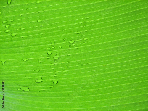 banana tree photo