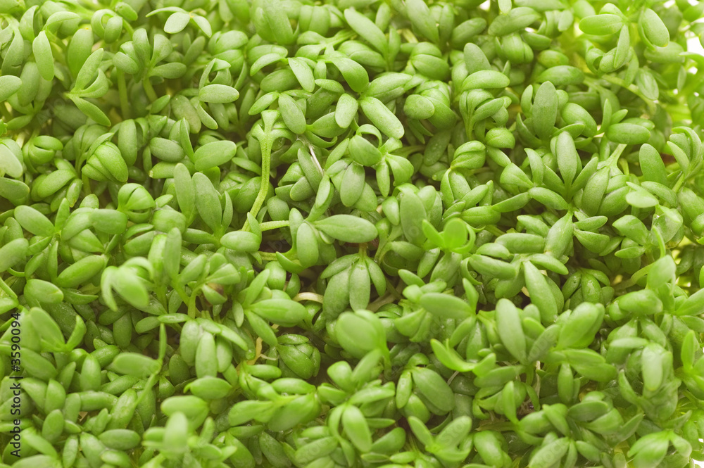 Watercress texture