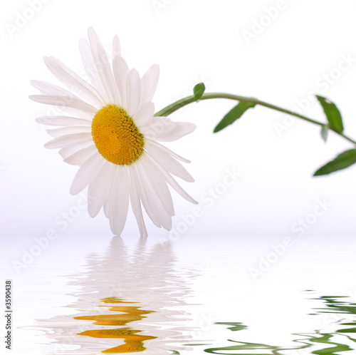 daisy reflected in water