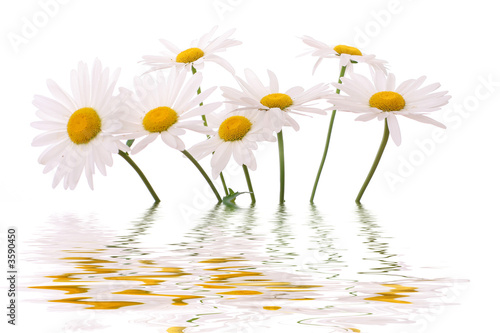 daisy reflected in water