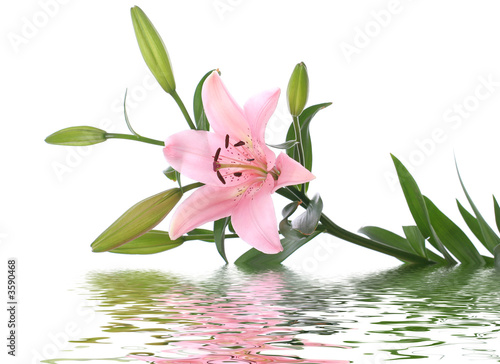 lily reflected in water