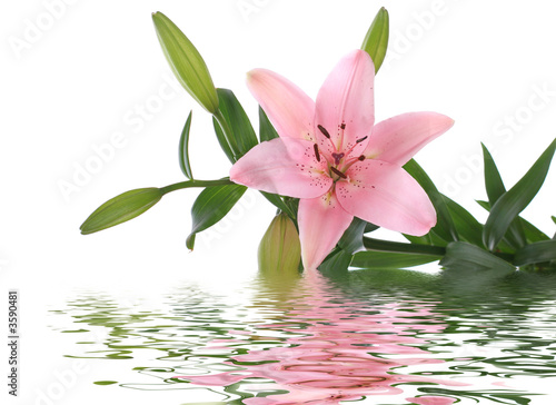lily reflected in water