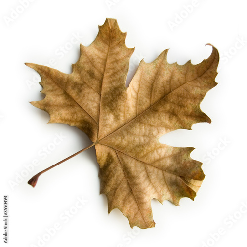 Maple Leaf (isolated on white)