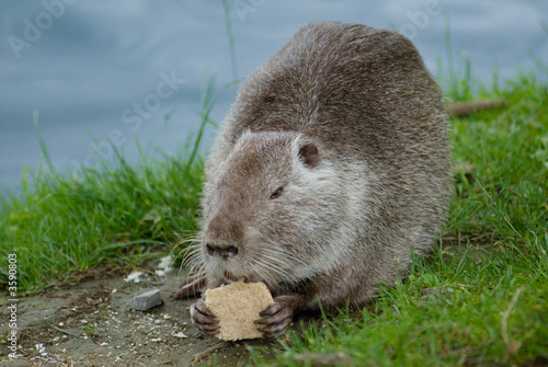 Nutria photo