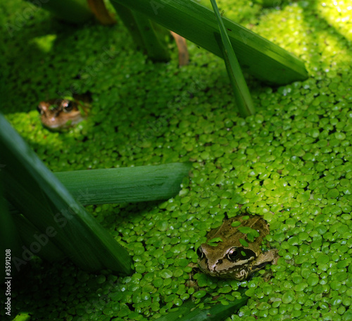 Grenouille verte #5