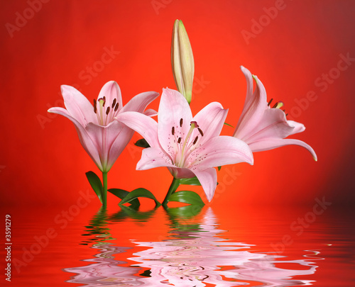 Fototapeta Naklejka Na Ścianę i Meble -  lily reflected in water
