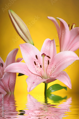 lily reflected in water