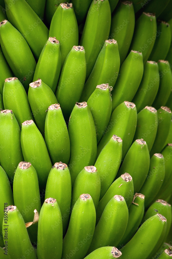 hintergrund aus grünen bananen hintergrund aus grünen bananen