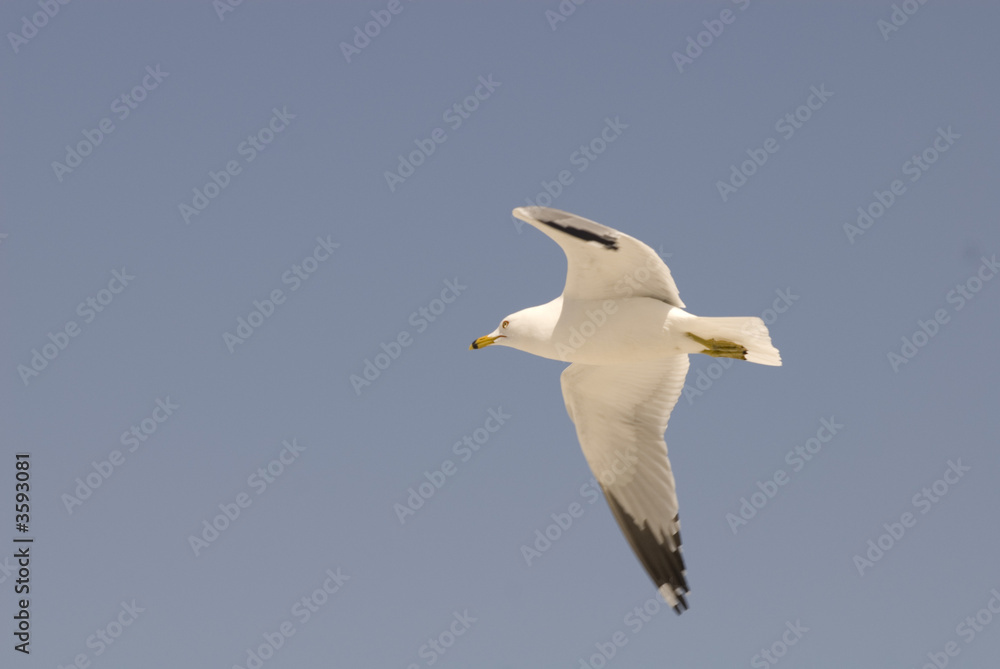 A seagull with wings open against a blue sky A seagull with wings open against a blue sky