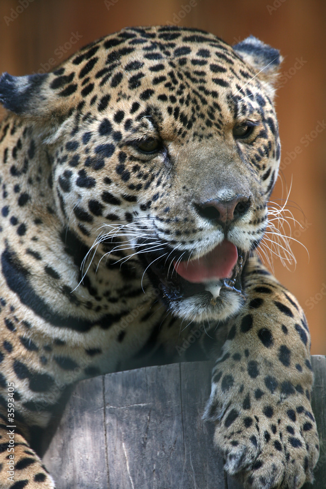Obraz premium Jaguar