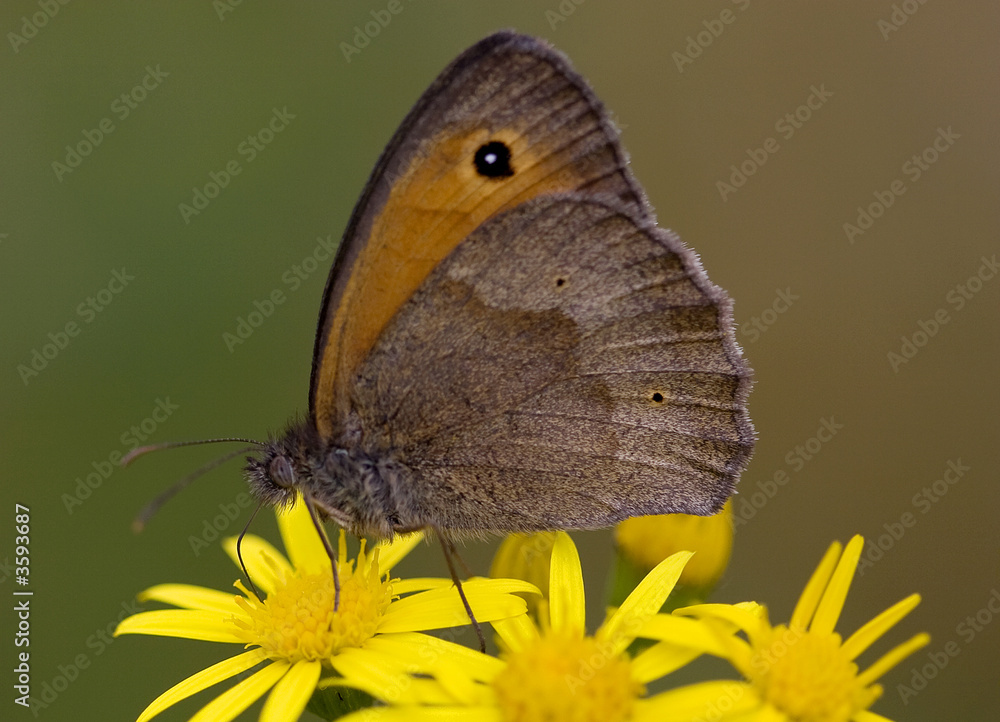 Obraz premium Butterfly