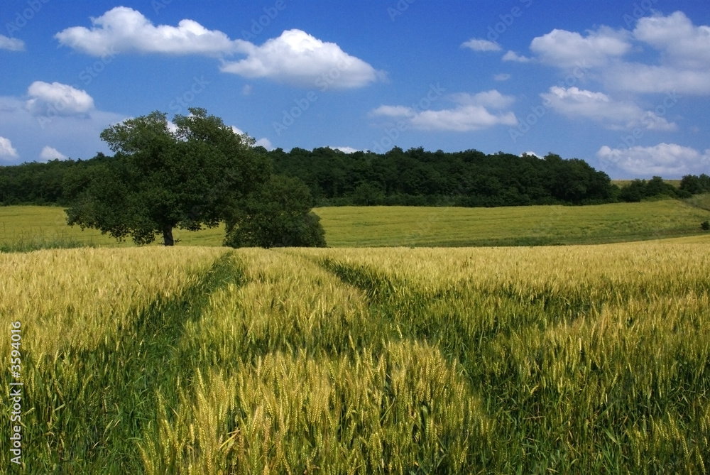 des traces dans le blé