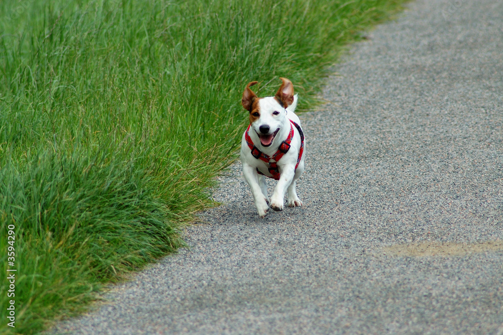 Kleiner Hund rennt einen Weg entlang