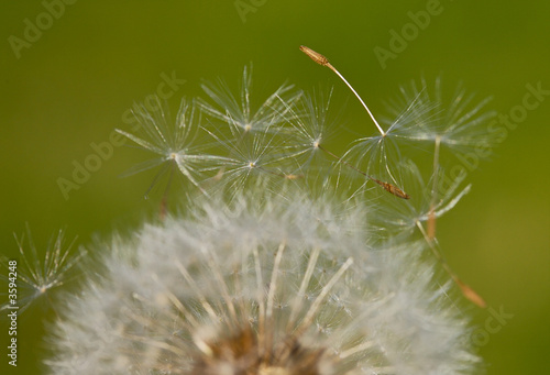 Dandelion  Focus in the seed  a over green background