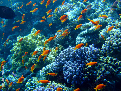Fototapeta Naklejka Na Ścianę i Meble -  Underwater landscape with Scalefin Anthias. Red Sea