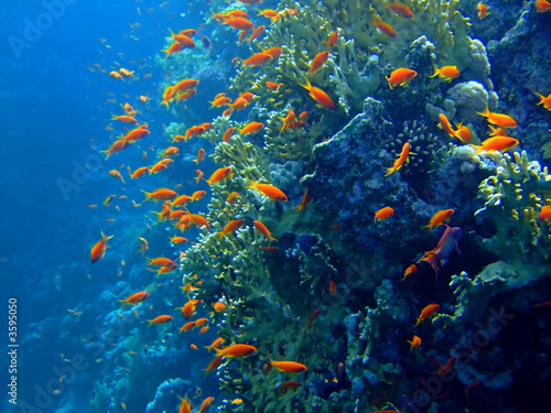 Underwater landscape with Scalefin Anthias. Red Sea #3595050
