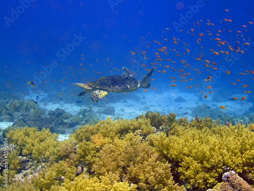 Photography Underwater landscape