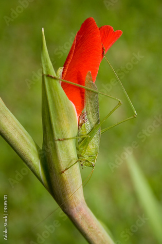 Grasshopper on a flower