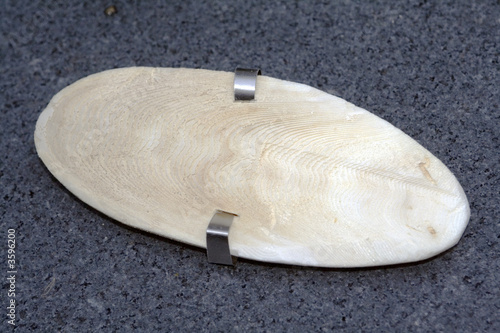 Sepia bone