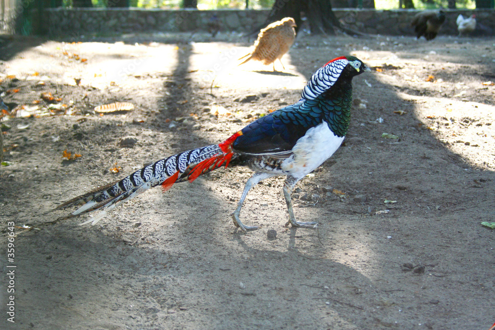 Naklejka premium beautiful gorgeous diamond pheasant , Chrysolophus pictus
