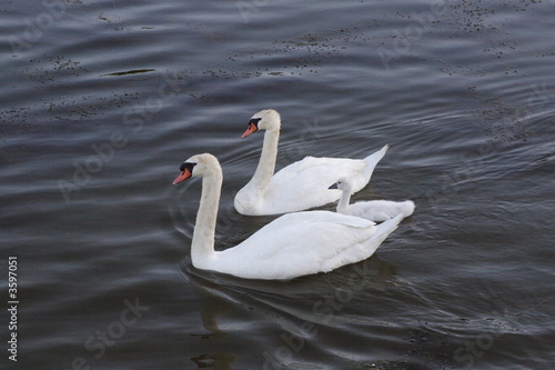 Family of Swans