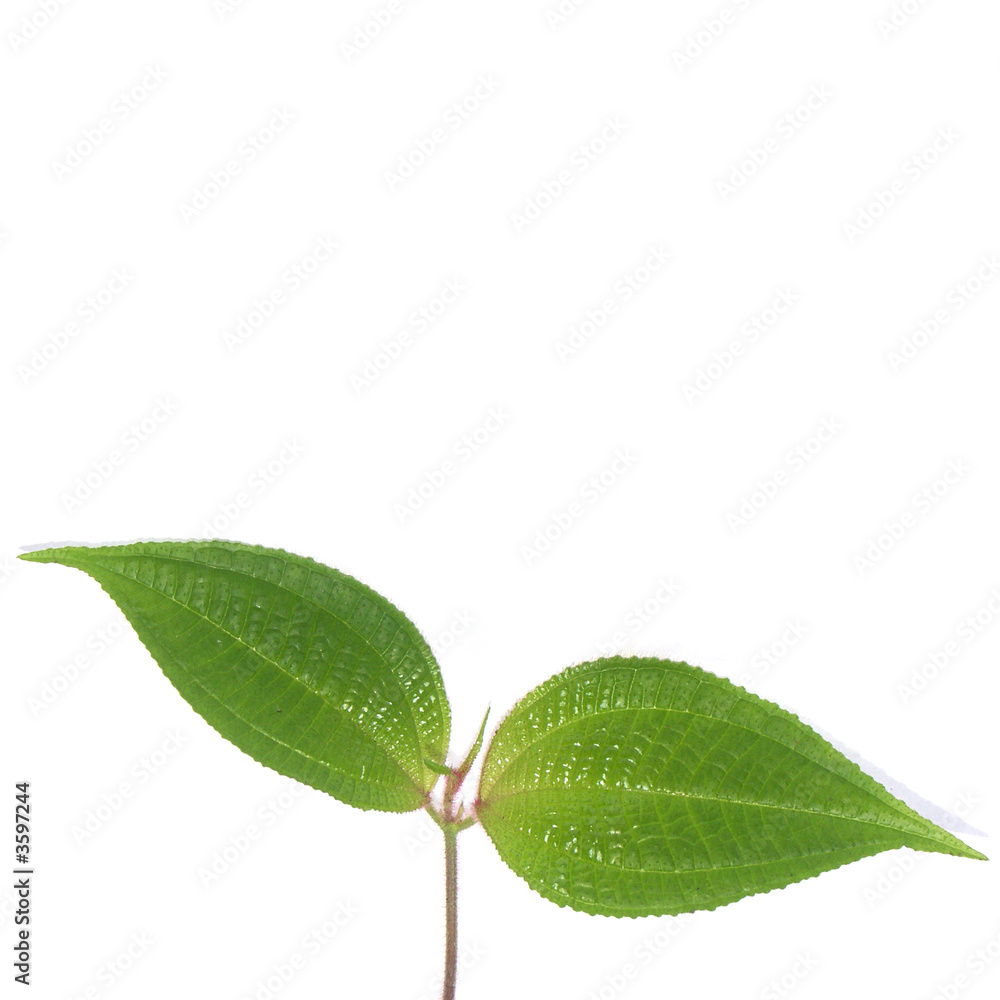 Obraz premium tendresse