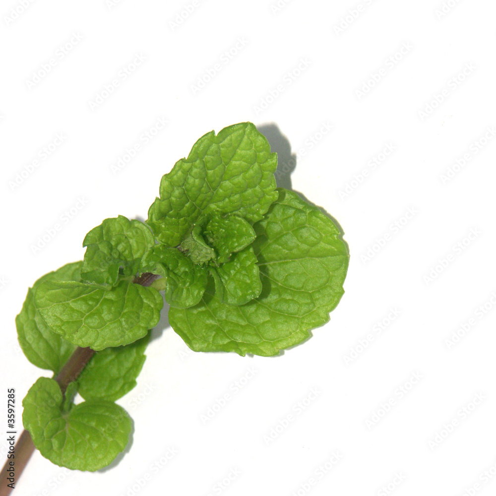 mentholée mentholée