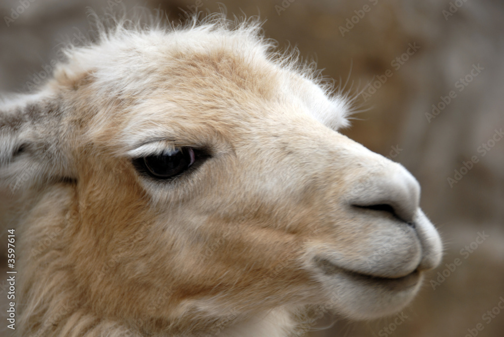 Fototapeta premium Peruvian Llama