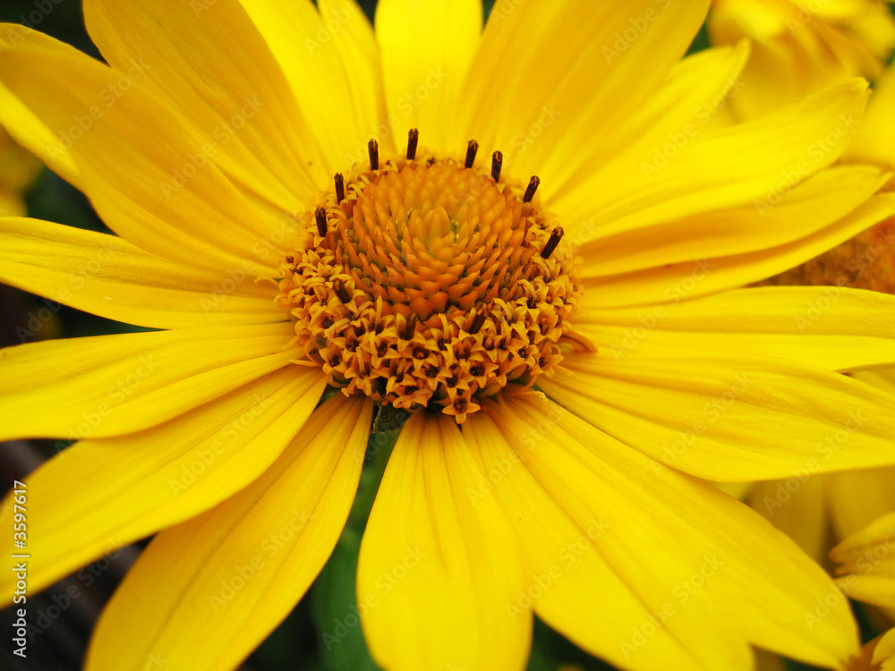 Flower Flower