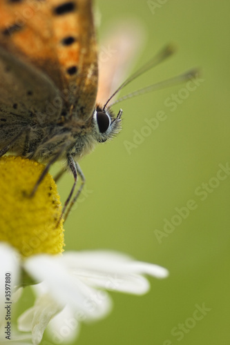 butterfly small copper on af flower of camomille