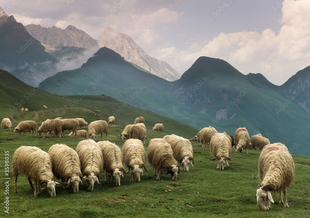 sheep pyrenees - obrazy, fototapety, plakaty 