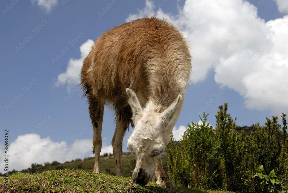 Obraz premium Peruvian Llama