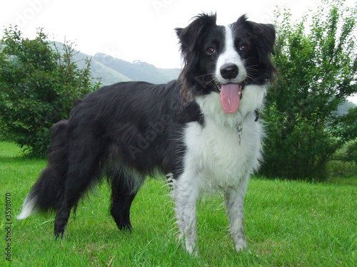 dog