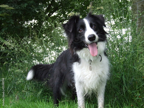 dog