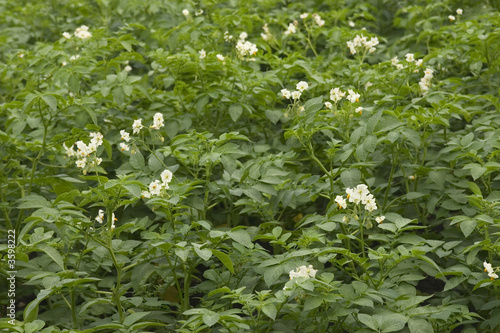 a field of white flowering potato plants