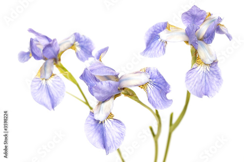   three flowers of blue iris isolated on white( focus in centre)