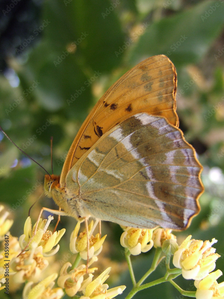 Fototapeta premium farfalla