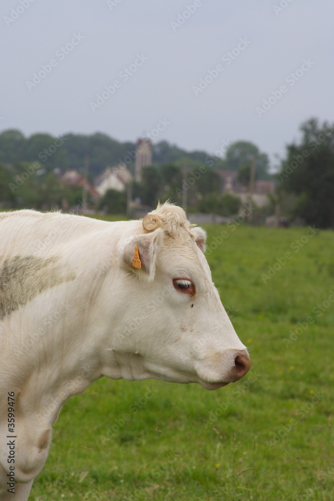 Veau Veau