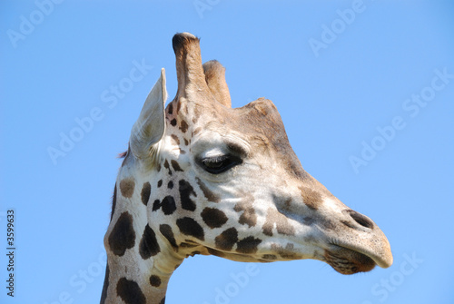 giraffa