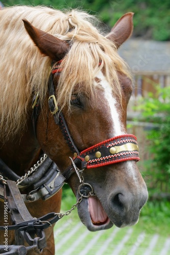 Horse Head  -  Horse with a sense of humor 