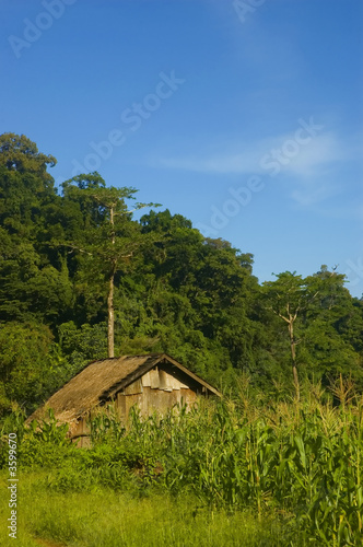 Small wooden house in front of corn plantation photo