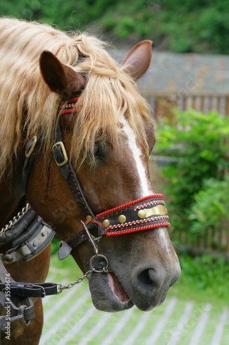 Horse Head  -  Horse with a sense of humor 