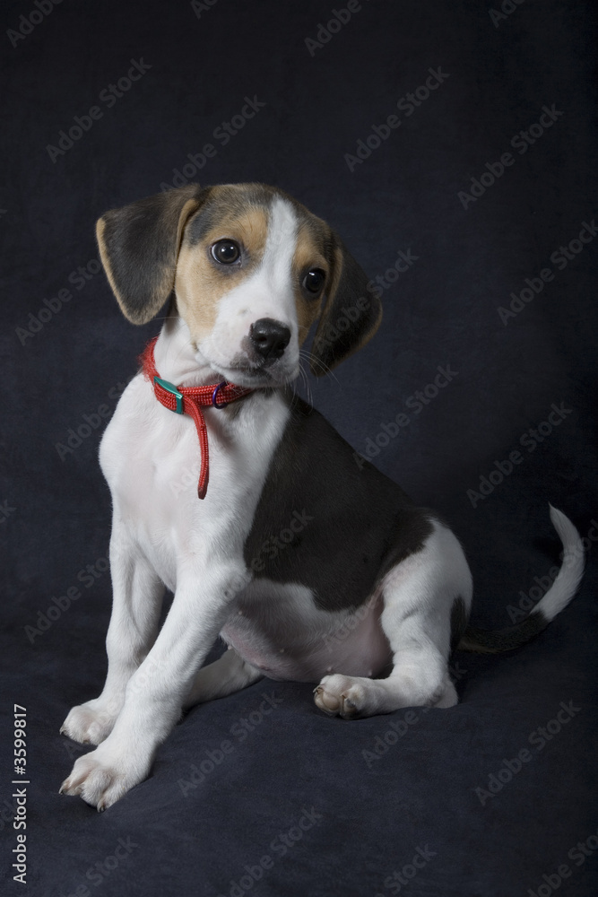 Ten week old beagle puppy posing for the camera
