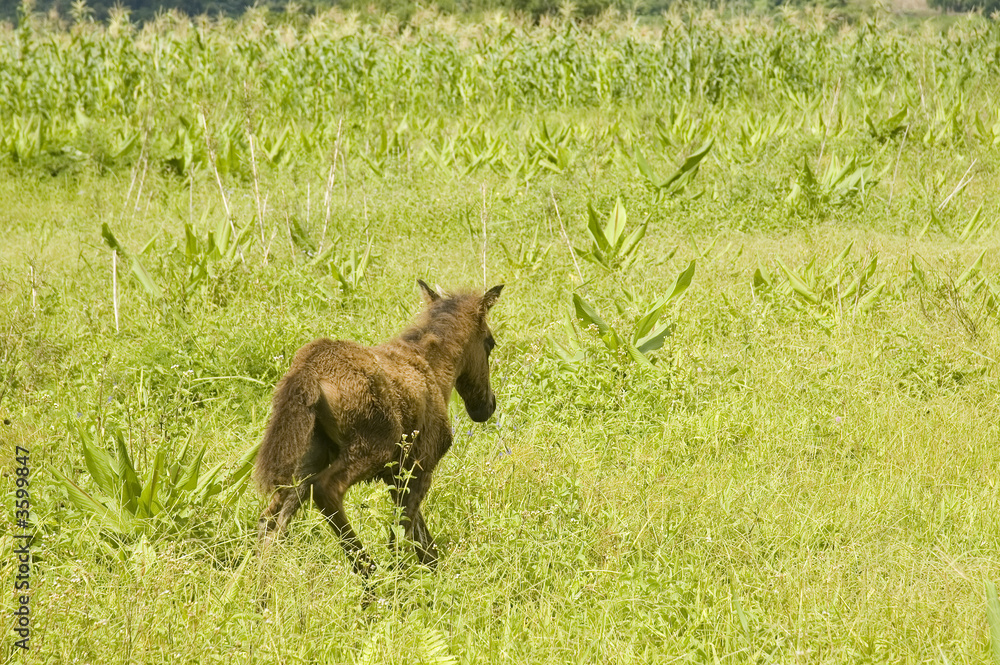 Fototapeta premium Young horse looking for its mother