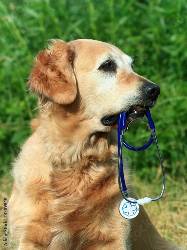 Dog with stethoscope on garden photo